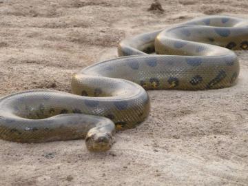 Ученые рассказали, почему змеи такие длинные