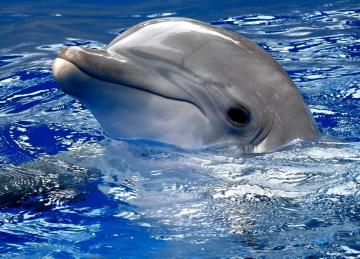 Дельфин украл планшет у туристки (ВИДЕО)