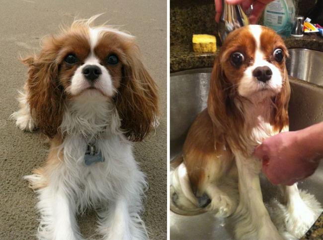 20 смешных собак до и после принятия ванны (ФОТО)