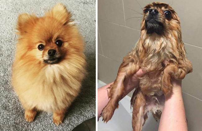 20 смешных собак до и после принятия ванны (ФОТО)