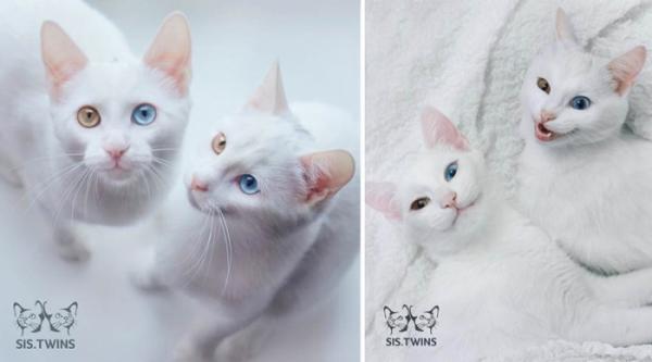 Необычные питомцы: кошки-близняшки Айрисс и Эбисс (ФОТО)