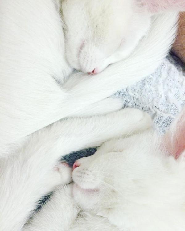 Необычные питомцы: кошки-близняшки Айрисс и Эбисс (ФОТО)