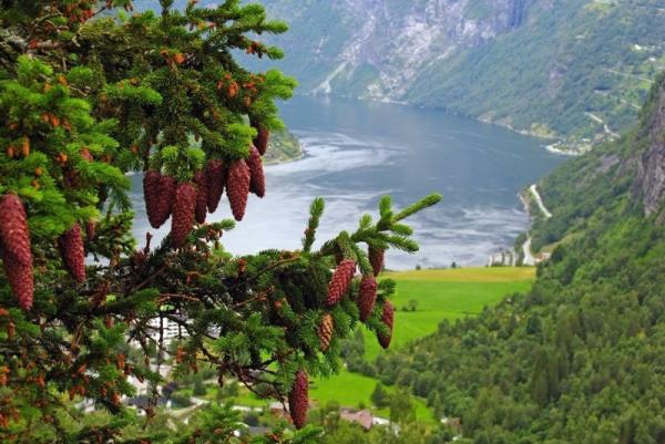 Самые красивые фьорды Норвегии (ФОТО)