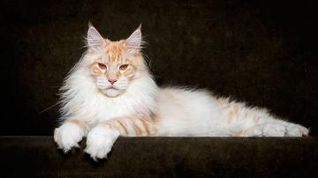 Мейн-кун - царь семейства кошачьих (ФОТО)