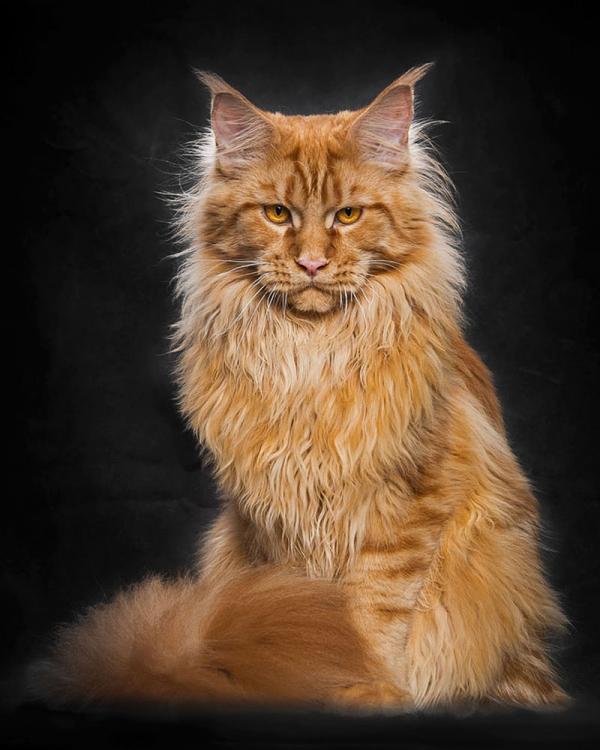 Мейн-кун - царь семейства кошачьих (ФОТО)