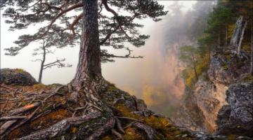 Ученые обнаружили старейшее дерево Европы