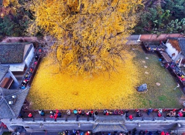 Чарующая красота природы:  золотое дерево гинкго (ФОТО)
