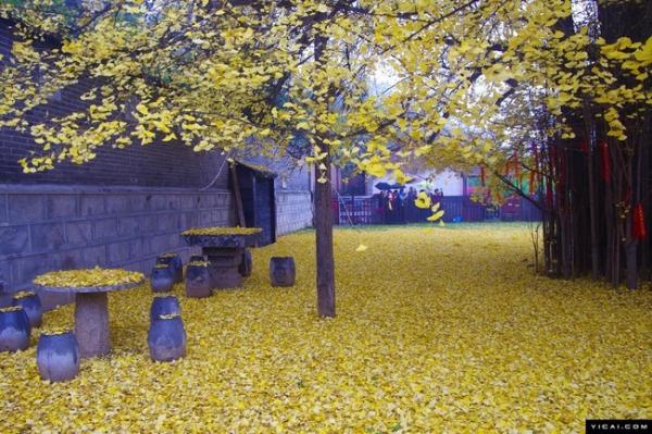 Чарующая красота природы:  золотое дерево гинкго (ФОТО)