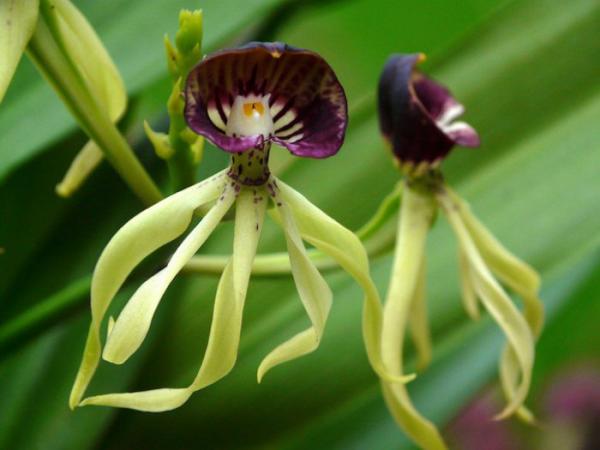 Самые причудливые цветы, созданные природой (ФОТО)