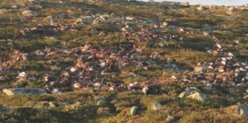 В Норвегии более 300 оленей погибли от удара молнии (ВИДЕО)