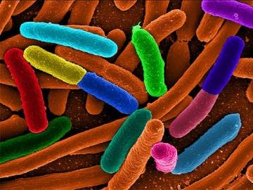 Суперустойчивые к антибиотикам бактерии стали еще более устойчивыми