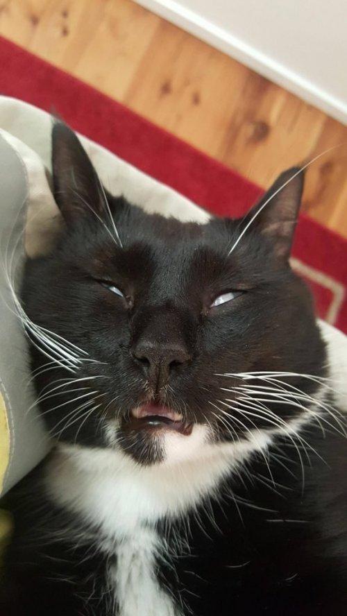 Курьезные снимки спящих котов (ФОТО)
