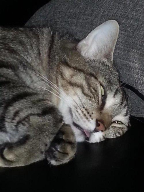 Курьезные снимки спящих котов (ФОТО)