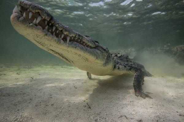Подводная опасность: ужасающая прогулка с крокодилами (ФОТО)