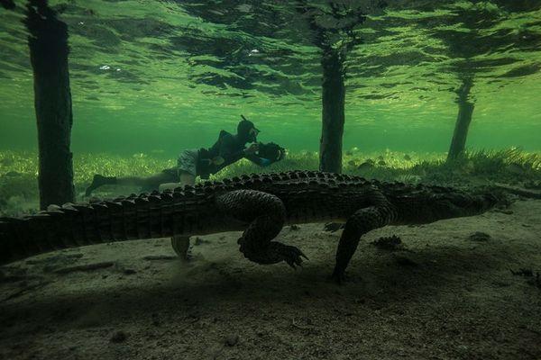 Подводная опасность: ужасающая прогулка с крокодилами (ФОТО)