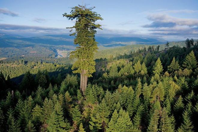 Гиперион – супергигант среди всех деревьев на Земле (ФОТО)