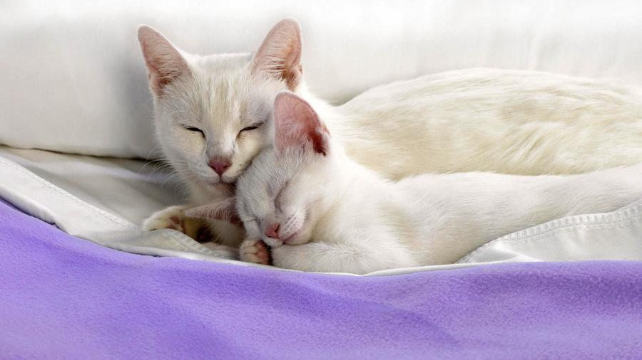 Так любить могут только мамы: Трогательные снимки кошачьей идиллии (ФОТО)