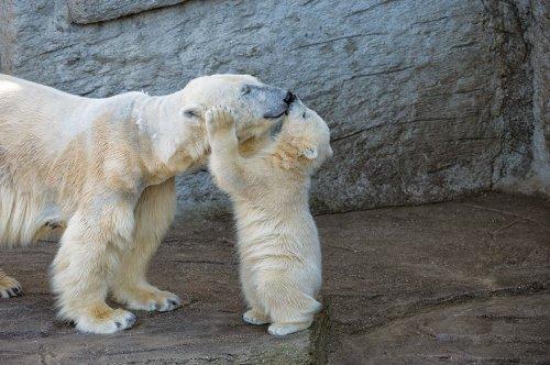 Очаровательные медведицы с медвежатами (ФОТО)
