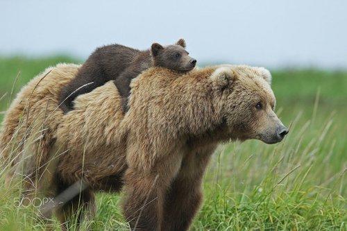 Очаровательные медведицы с медвежатами (ФОТО)