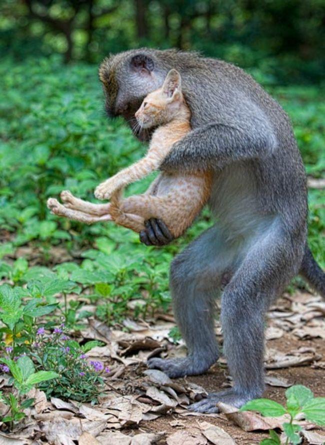 12 доказательств того, что люди являются прямыми родственниками обезьян (ФОТО)