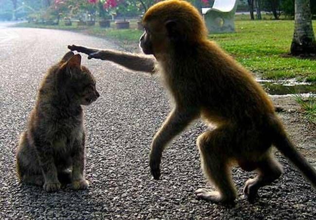 12 доказательств того, что люди являются прямыми родственниками обезьян (ФОТО)