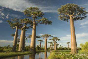 Необычный пейзаж:  притягивающая туристов аллея баобабов на Мадагаскаре (ФОТО)