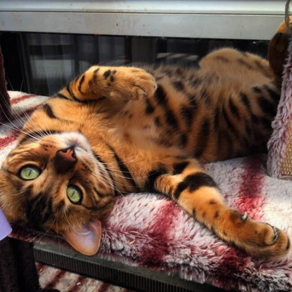 Роскошный Бенгальский кот по имени Тор стал новой звездой Instagram (ФОТО)
