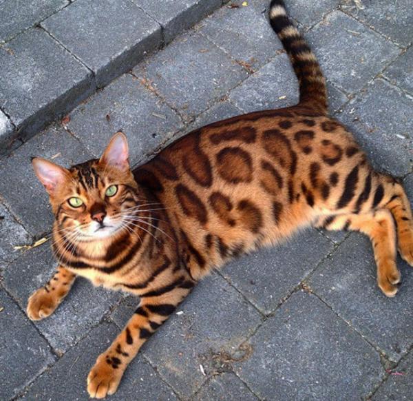 Роскошный Бенгальский кот по имени Тор стал новой звездой Instagram (ФОТО)