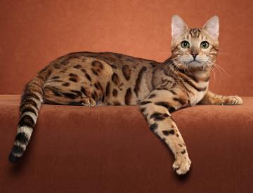 Ученые развеяли самый популярный миф о кошках