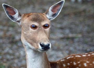 Как бы выглядели животные, если бы у них были человеческие глаза (ФОТО)