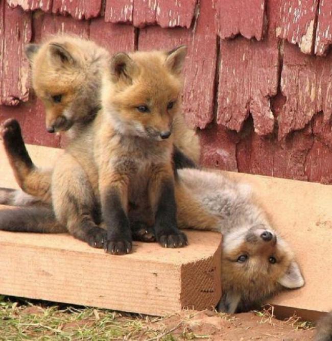 20 очаровательных лисят, которые больше похожи на плюшевые игрушки (ФОТО)