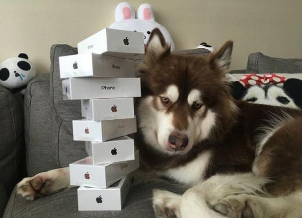 Как козе баян. Сын китайского миллиардера подарил своей собаке восемь iPhone 7 (ФОТО)