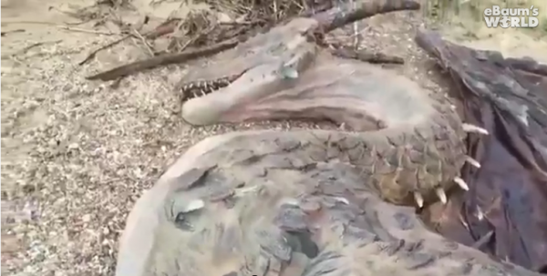 На берегу необитаемого острова нашли мертвого дракона (ФОТО+ВИДЕО)