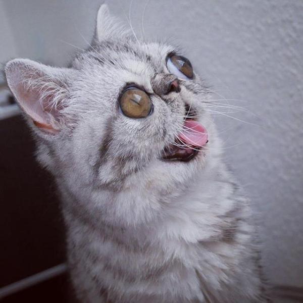 Кот с большими глазами стал любимцем пользователей Сети (ФОТО)