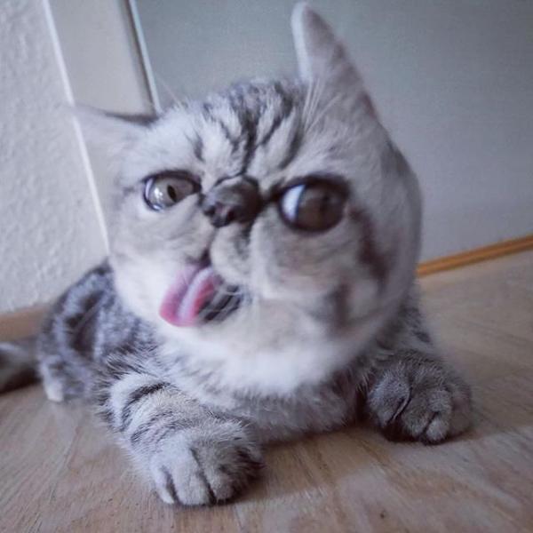 Кот с большими глазами стал любимцем пользователей Сети (ФОТО)