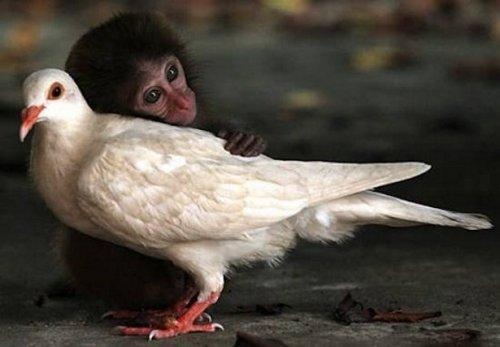 Невероятная дружба между животными (ФОТО)