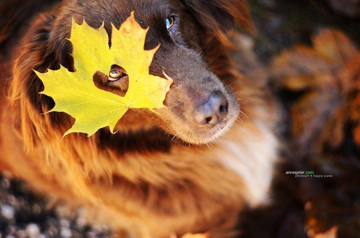 Смешные собаки в осеннем листопаде от фотографа Энн Гайер (ФОТО)