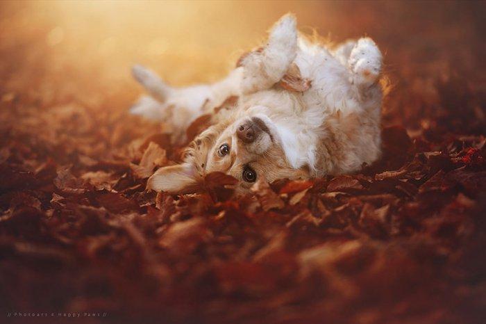 Смешные собаки в осеннем листопаде от фотографа Энн Гайер (ФОТО)