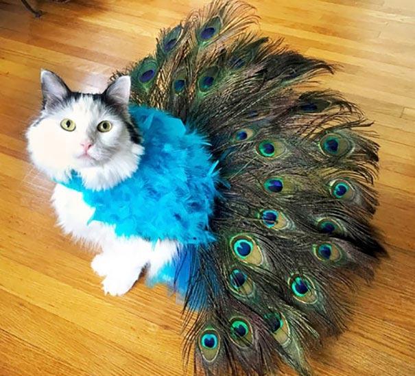 Курьезные костюмы для котиков на Хэллоуин (ФОТО)