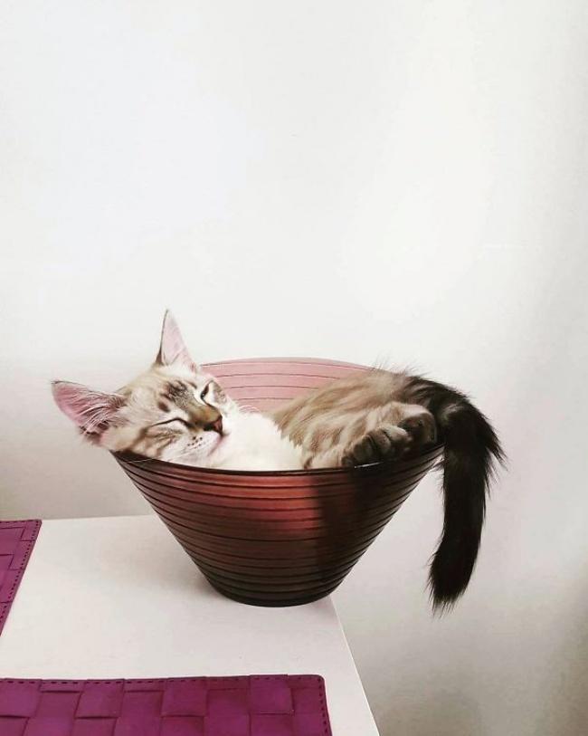 20 котов, которые могут спать где угодно (ФОТО)
