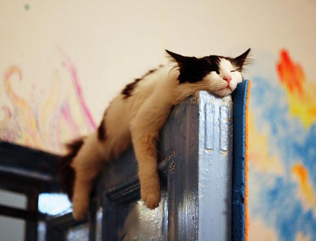 20 котов, которые могут спать где угодно (ФОТО)