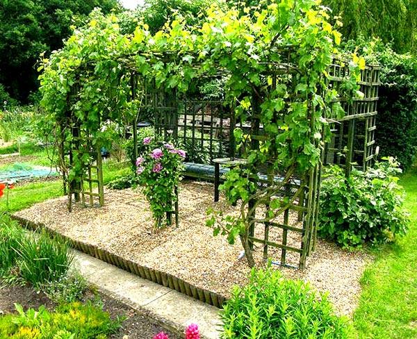 Девичий виноград: роскошное украшение для дома и сада (ФОТО)