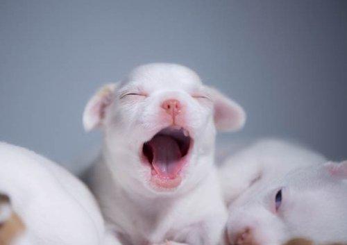 Прелестные щенки, которые вызовут вашу улыбку (ФОТО)