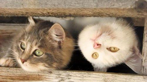 Забавные кошки, которые наблюдают за вами (ФОТО)