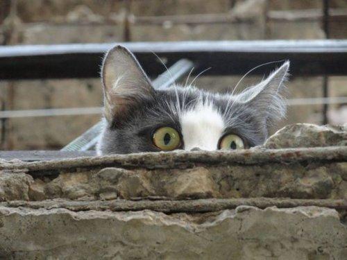Забавные кошки, которые наблюдают за вами (ФОТО)