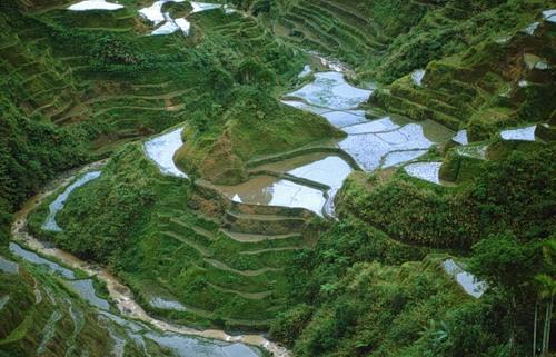 Восьмое чудо света: рисовые террасы Банауэ (ФОТО)