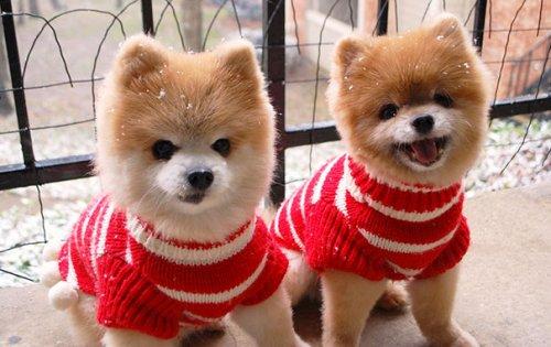 30 маленьких животных в миниатюрных свитерах (ФОТО)