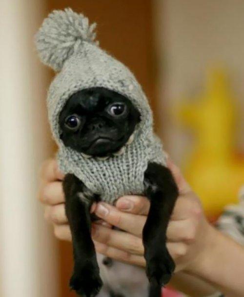 30 маленьких животных в миниатюрных свитерах (ФОТО)