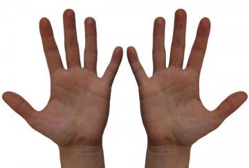 Ученые объяснили, почему у человека пять пальцев на руках