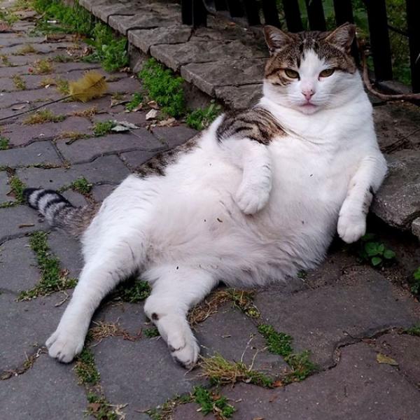 В Стамбуле установили скульптуру в память о самом ленивом коте в мире (ФОТО)